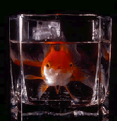 aquarium-fish-pic.gif