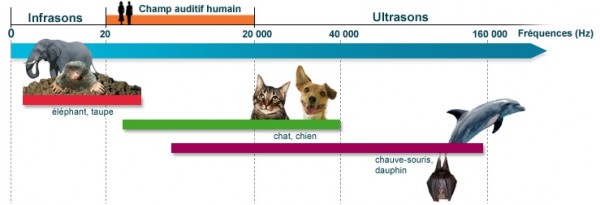 frequences-percues-par-l-homme-et-quelques-especes-animales.jpg